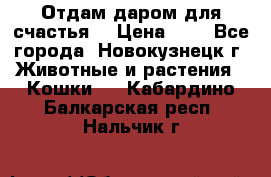 Отдам даром для счастья. › Цена ­ 1 - Все города, Новокузнецк г. Животные и растения » Кошки   . Кабардино-Балкарская респ.,Нальчик г.